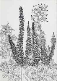 陳駿翰 - 狗尾草