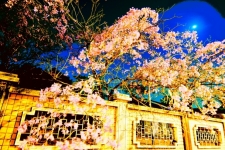 TSAI, Shang Hsien - 月光粉紅楓林木
