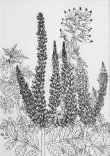 陳駿翰 - 狗尾草